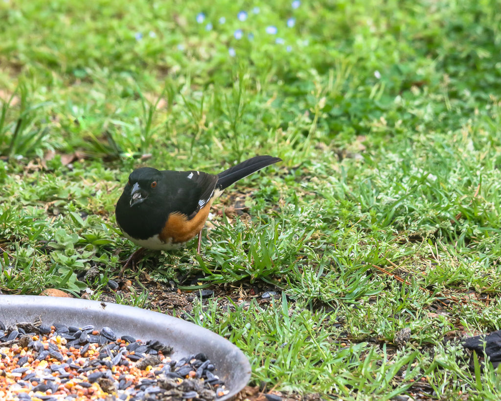 Backyard Birds NH-0288.jpg